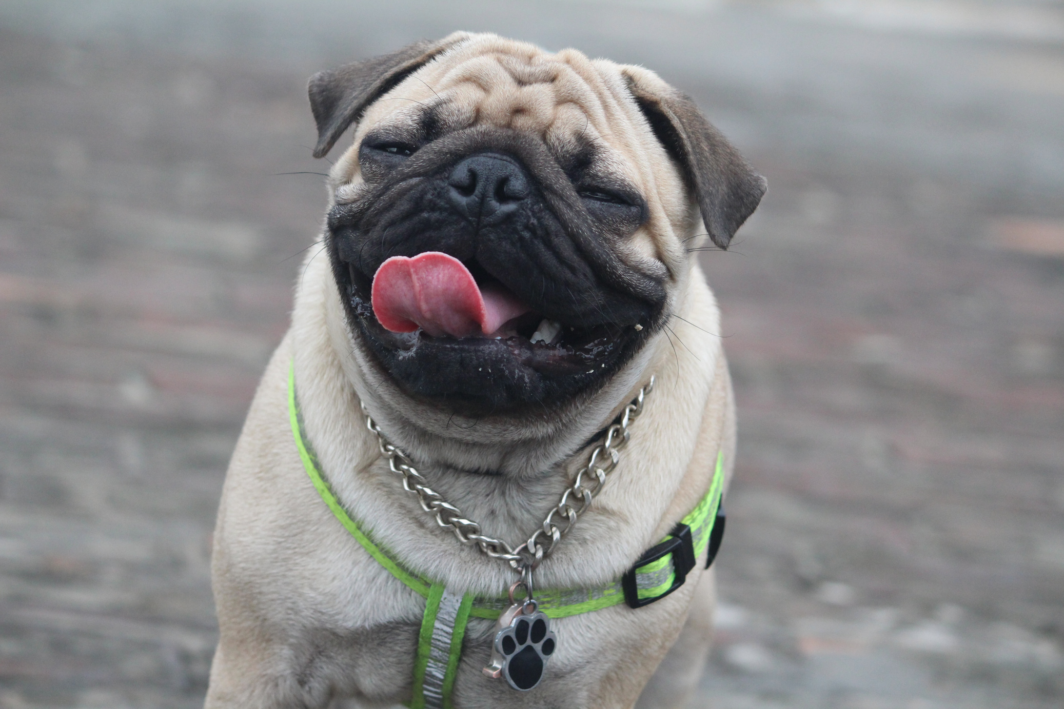 Cute Pug Pet