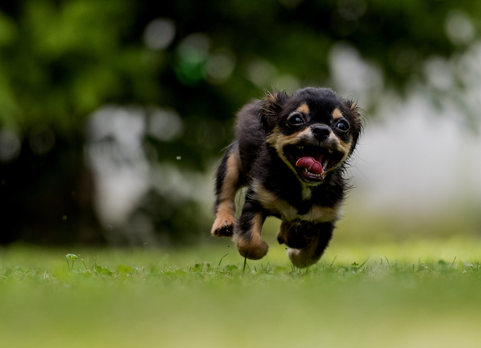 Playful Dog Running
